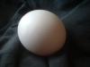 <img100*0:stuff/z/169023/Egg%252034/i1259705994_31.jpg>