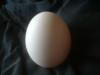 <img100*0:stuff/z/169023/Egg%252034/i1259705994_32.jpg>