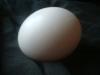 <img100*0:stuff/z/169023/Egg%252034/i1259705994_33.jpg>
