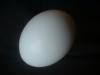 <img100*0:stuff/z/169023/Egg%252034/i1259705994_34.jpg>