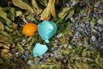 Egg Stock
