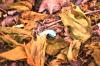 <img100*0:stuff/z/169023/Egg%2520Stock/i1277151480_2.jpg>