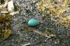<img100*0:stuff/z/169023/Egg%2520Stock/i1277151480_3.jpg>
