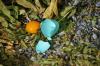 <img100*0:stuff/z/169023/Egg%2520Stock/i1277151480_6.jpg>