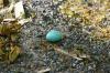 <img100*0:stuff/z/169023/Egg%2520Stock/i1277151480_7.jpg>