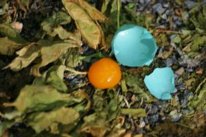 <img300*0:stuff/z/169023/Egg%2520Stock/i1277151480_9.jpg>