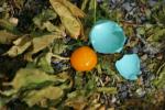 <img:stuff/z/169023/Egg%2520Stock/i1277151480_9.jpg?y=100>