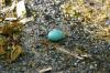 <img100*0:stuff/z/169023/Egg%2520Stock/i1277151481_11.jpg>