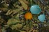 <img100*0:stuff/z/169023/Egg%2520Stock/i1277151481_13.jpg>