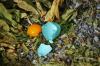 <img100*0:stuff/z/169023/Egg%2520Stock/i1277151481_14.jpg>