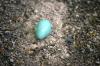 <img100*0:stuff/z/169023/Egg%2520Stock/i1277151481_15.jpg>
