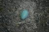 <img100*0:stuff/z/169023/Egg%2520Stock/i1277151481_18.jpg>