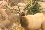 <img150*0:stuff/z/169023/Elk%2520%2526%2520Moose/i1283887150_1.jpg>