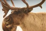 <img150*0:stuff/z/169023/Elk%2520%2526%2520Moose/i1283887150_2.jpg>