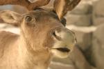 <img150*0:stuff/z/169023/Elk%2520%2526%2520Moose/i1283887150_3.jpg>