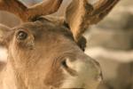 <img150*0:stuff/z/169023/Elk%2520%2526%2520Moose/i1283887151_10.jpg>