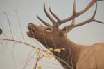 <img150*0:stuff/z/169023/Elk%2520%2526%2520Moose/i1283887151_11.jpg>