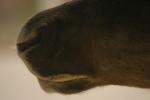 <img150*0:stuff/z/169023/Elk%2520%2526%2520Moose/i1283887151_12.jpg>