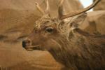 <img150*0:stuff/z/169023/Elk%2520%2526%2520Moose/i1283887151_13.jpg>