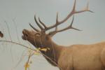 <img150*0:stuff/z/169023/Elk%2520%2526%2520Moose/i1283887151_14.jpg>