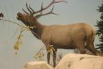 <img150*0:stuff/z/169023/Elk%2520%2526%2520Moose/i1283887151_4.jpg>