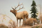 Elk & Moose