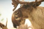 <img150*0:stuff/z/169023/Elk%2520%2526%2520Moose/i1283887151_6.jpg>