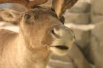<img150*0:stuff/z/169023/Elk%2520%2526%2520Moose/i1283887151_7.jpg>