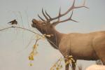 <img150*0:stuff/z/169023/Elk%2520%2526%2520Moose/i1283887151_8.jpg>