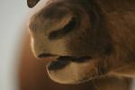 <img150*0:stuff/z/169023/Elk%2520%2526%2520Moose/i1283887151_9.jpg>