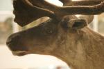 <img150*0:stuff/z/169023/Elk%2520%2526%2520Moose/i1283887152_15.jpg>