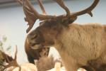 <img150*0:stuff/z/169023/Elk%2520%2526%2520Moose/i1283887152_16.jpg>