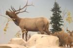 <img150*0:stuff/z/169023/Elk%2520%2526%2520Moose/i1283887152_17.jpg>
