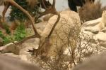 <img150*0:stuff/z/169023/Elk%2520%2526%2520Moose/i1283887152_18.jpg>