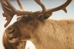 <img150*0:stuff/z/169023/Elk%2520%2526%2520Moose/i1283887152_19.jpg>