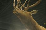 <img150*0:stuff/z/169023/Elk%2520%2526%2520Moose/i1283887152_20.jpg>