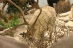 <img150*0:stuff/z/169023/Elk%2520%2526%2520Moose/i1283887152_21.jpg>