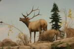 <img150*0:stuff/z/169023/Elk%2520%2526%2520Moose/i1283887152_23.jpg>