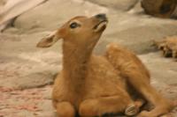 <img200*0:stuff/z/169023/Elk%2520Calf/i1284311890_3.jpg>