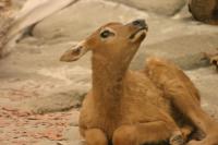 <img200*0:stuff/z/169023/Elk%2520Calf/i1284311890_4.jpg>