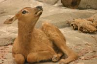 <img200*0:stuff/z/169023/Elk%2520Calf/i1284311891_5.jpg>