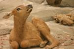 Elk Calf