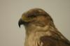 <img100*0:stuff/z/169023/Falcon./i1283887442_1.jpg>