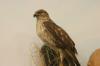 <img100*0:stuff/z/169023/Falcon./i1283887442_2.jpg>