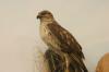 <img100*0:stuff/z/169023/Falcon./i1283887442_3.jpg>