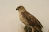 <img100*0:stuff/z/169023/Falcon./i1283887442_4.jpg>