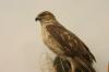 <img100*0:stuff/z/169023/Falcon./i1283887442_5.jpg>