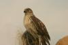 <img100*0:stuff/z/169023/Falcon./i1283887442_6.jpg>