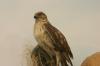 <img100*0:stuff/z/169023/Falcon./i1283887442_7.jpg>