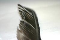 <img200*0:stuff/z/169023/Feather%2520Reference%2520Photos/i1279903431_1.jpg>